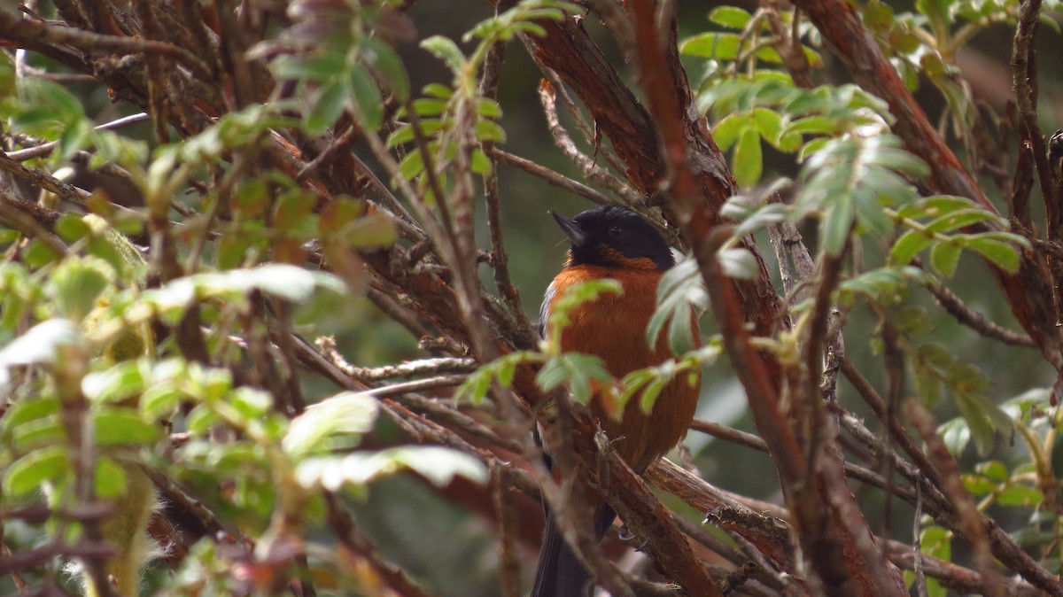 Black-throated Flowerpiercer - ML66153911