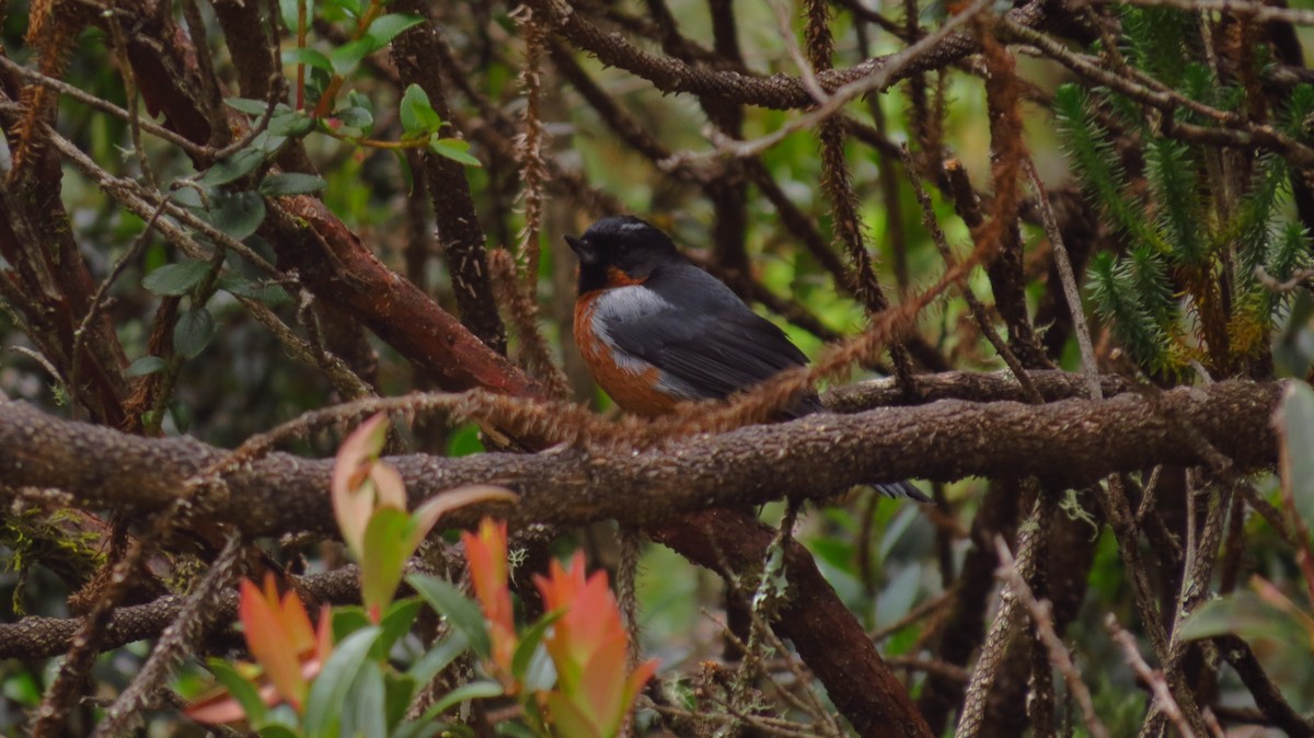 Black-throated Flowerpiercer - ML66153921