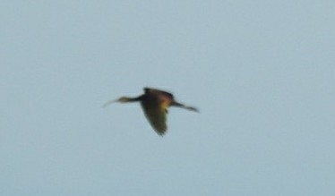 White-faced Ibis - ML66153931