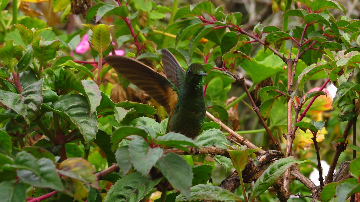 Buff-tailed Coronet - ML66154431