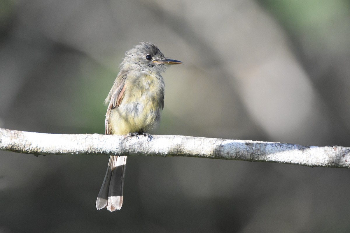 Cuban Pewee - Andrew Dobson