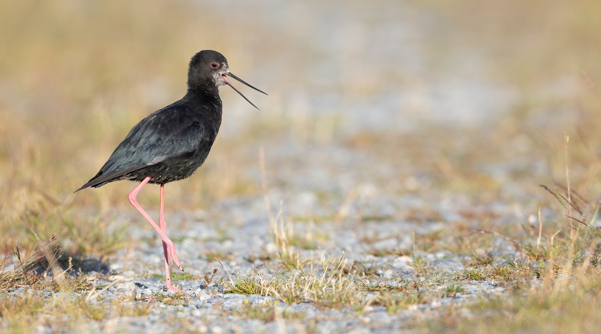 ML661546302 - Black Stilt - Macaulay Library