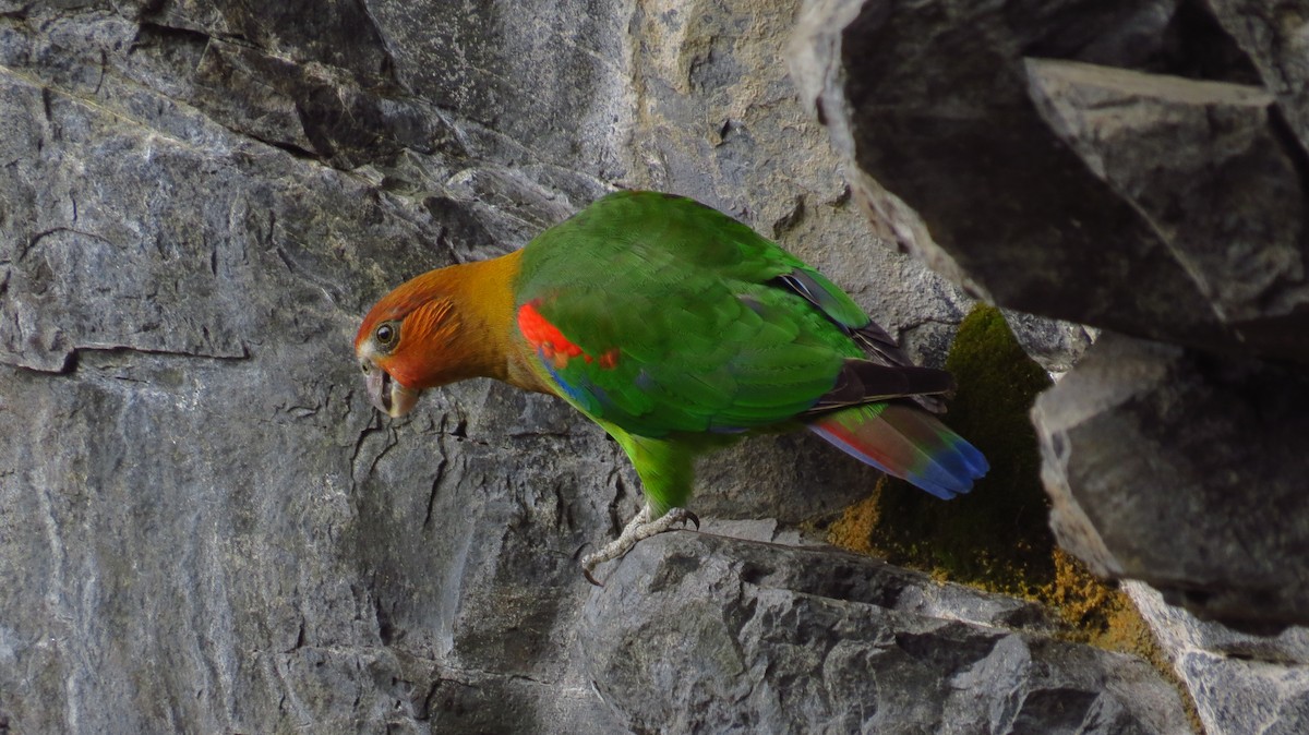 Rusty-faced Parrot - Jorge Muñoz García   CAQUETA BIRDING