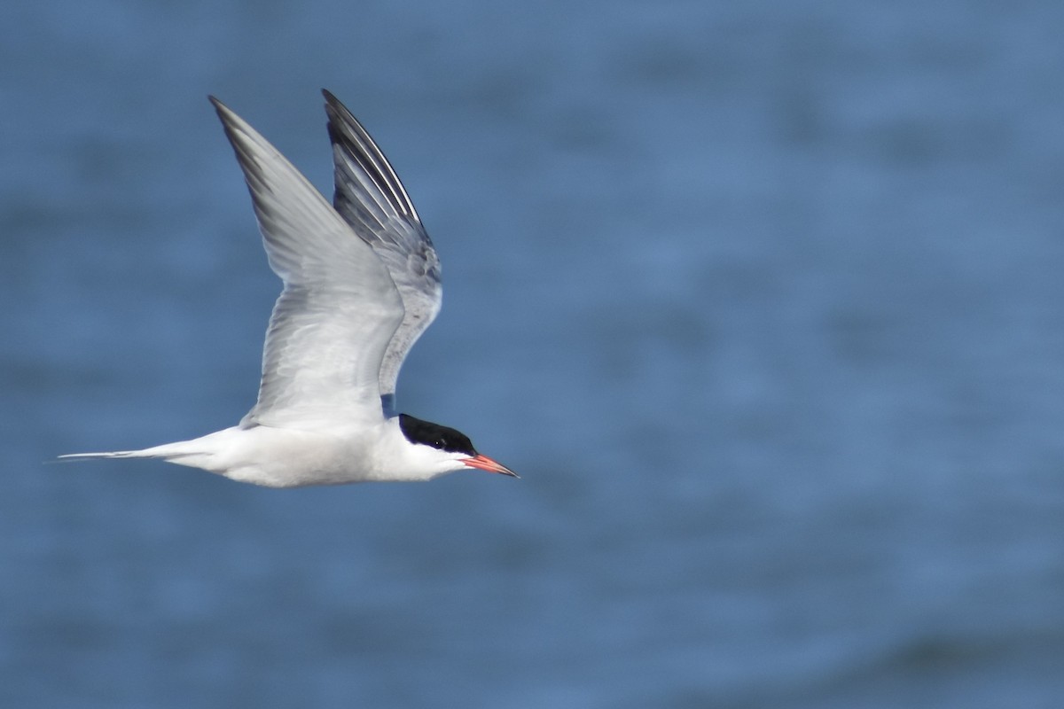 Common Tern - ML66156571