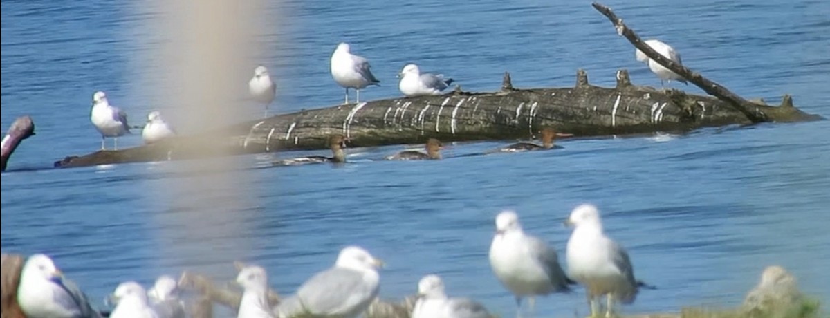 Red-breasted Merganser - shawn richmond