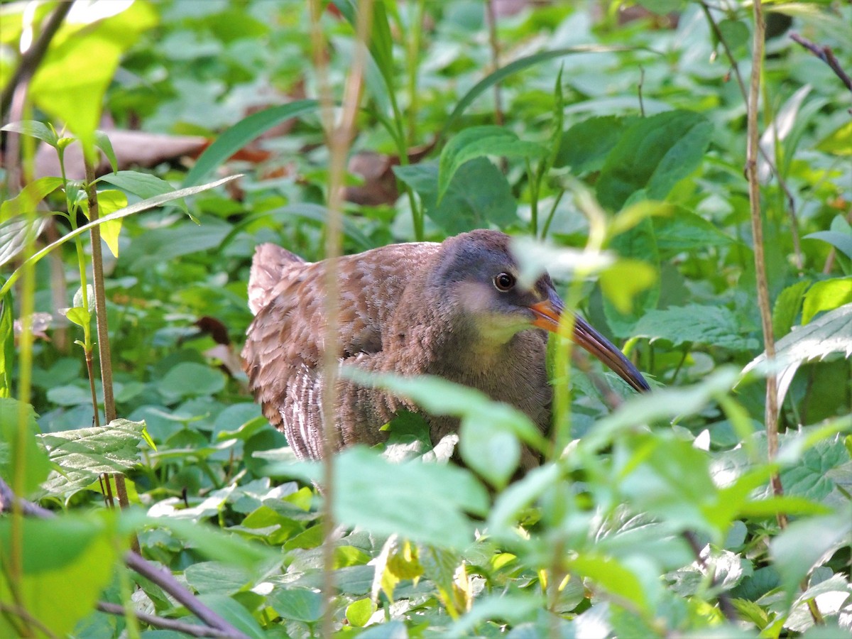 Clapper Rail - ML66156891