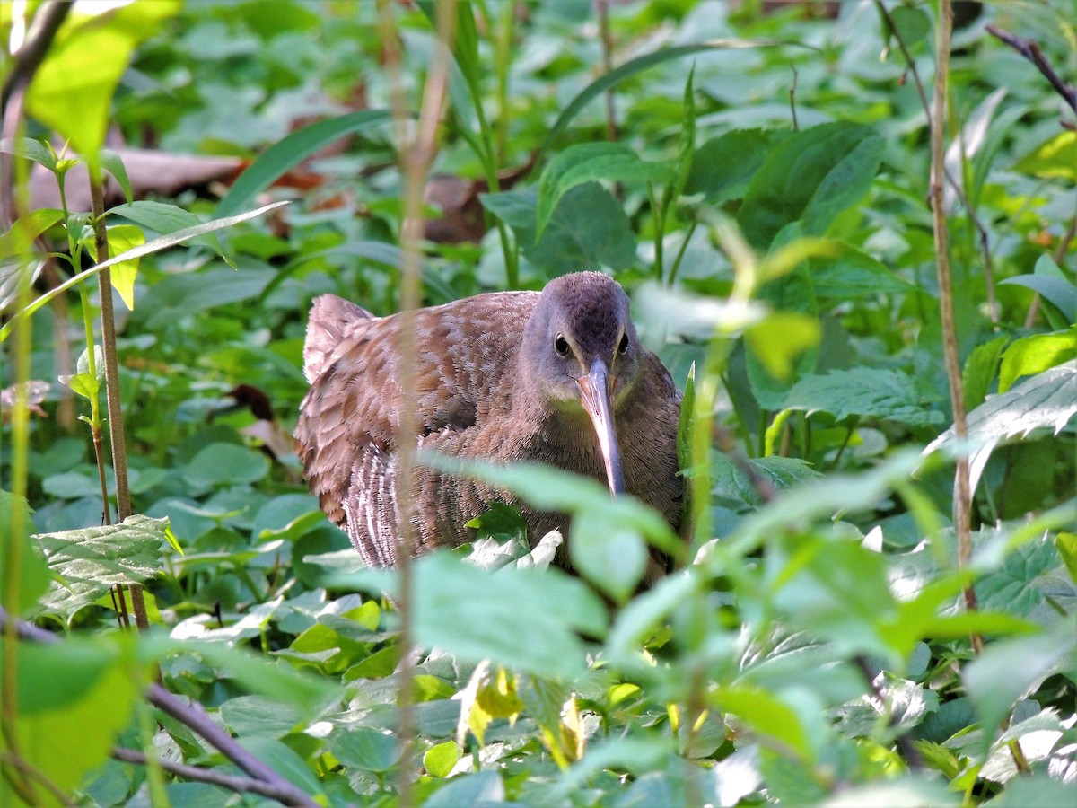 Clapper Rail - Joe Girgente