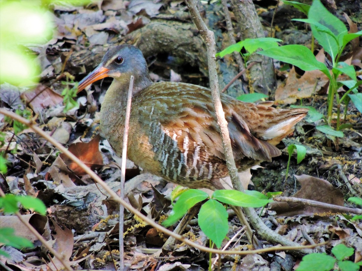 Clapper Rail - Joe Girgente