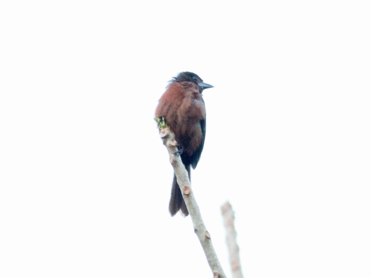 Silver-beaked Tanager - Paul Fenwick