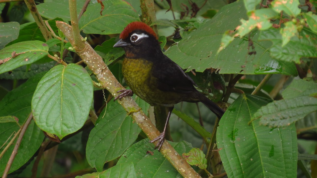 White-rimmed Brushfinch - Jorge Muñoz García   CAQUETA BIRDING