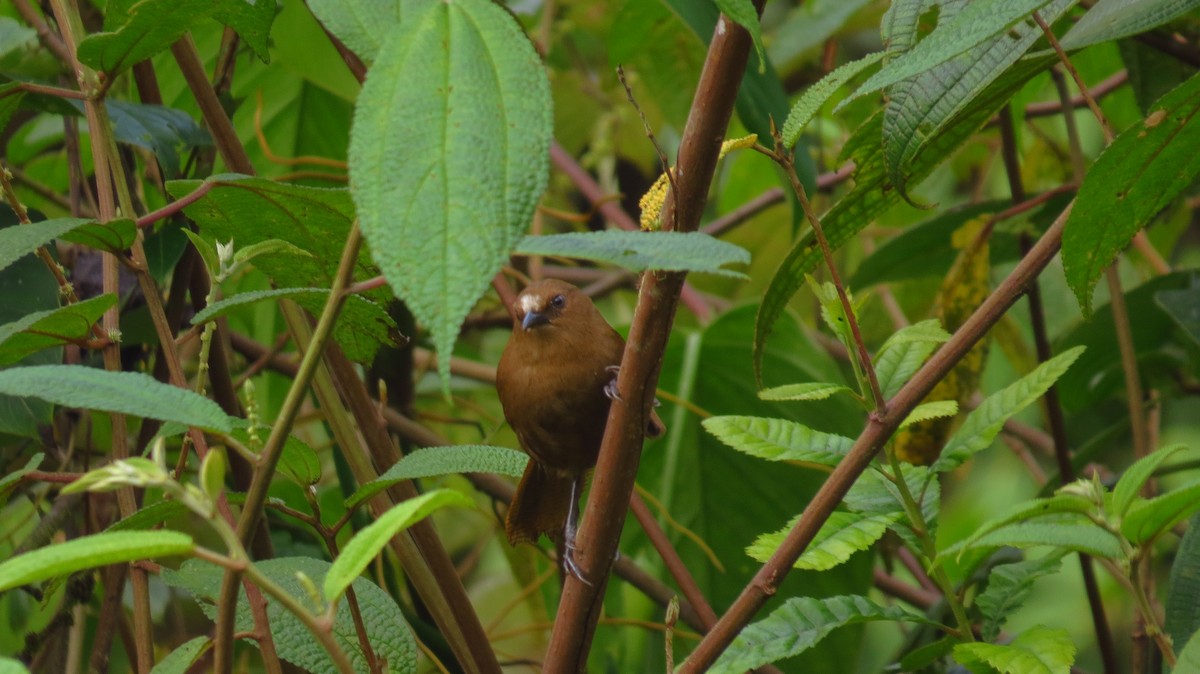 Rufous Wren - Jorge Muñoz García   CAQUETA BIRDING