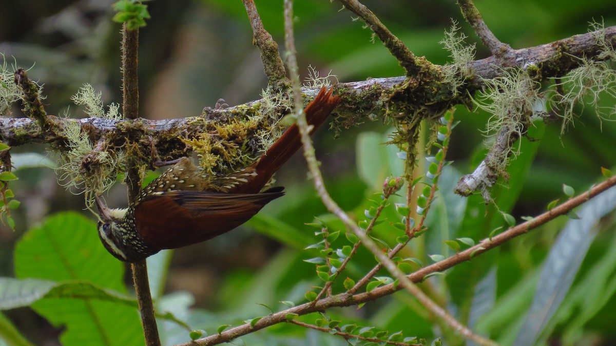 Pearled Treerunner - ML66157921