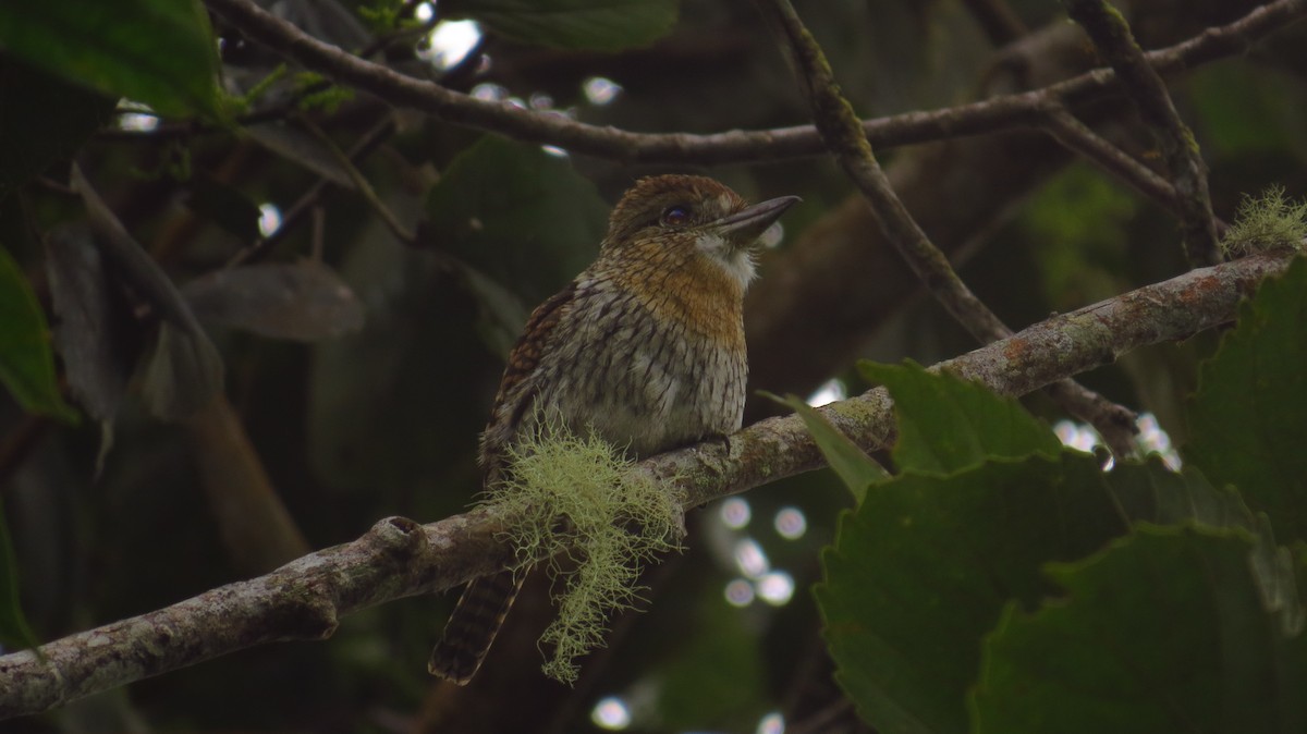 Western Striolated-Puffbird - Jorge Muñoz García   CAQUETA BIRDING