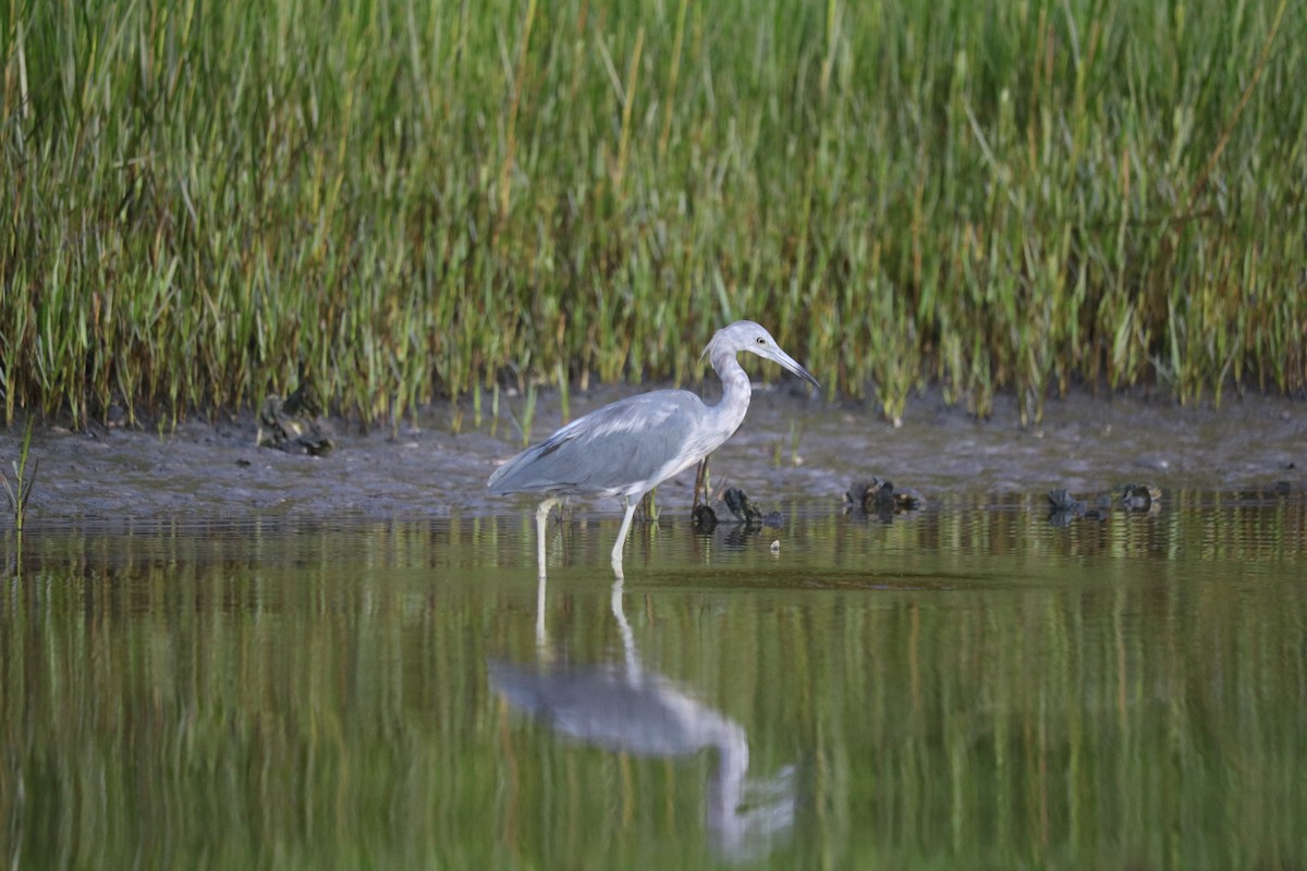 Little Blue Heron - ML66158661