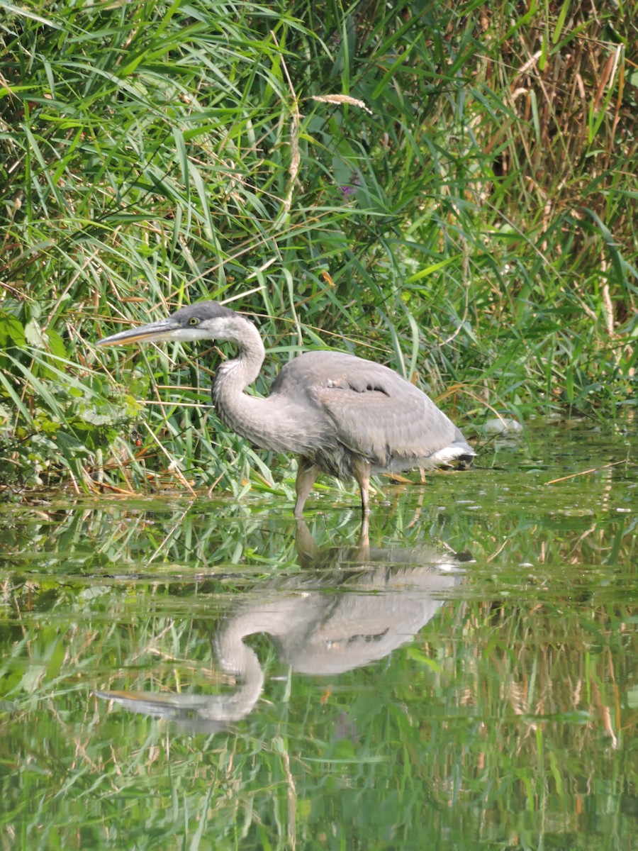 Great Blue Heron - Mike Norton