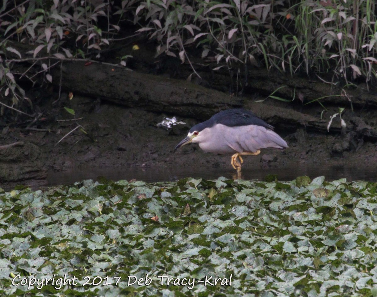 Black-crowned Night Heron - Deborah Kral