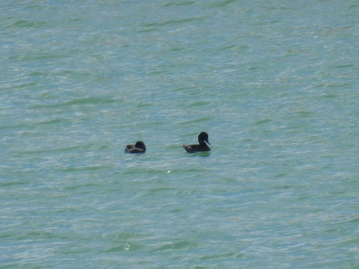 Ring-necked Duck - ML66159311