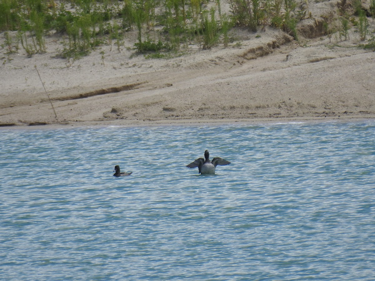 Ring-necked Duck - ML66159381