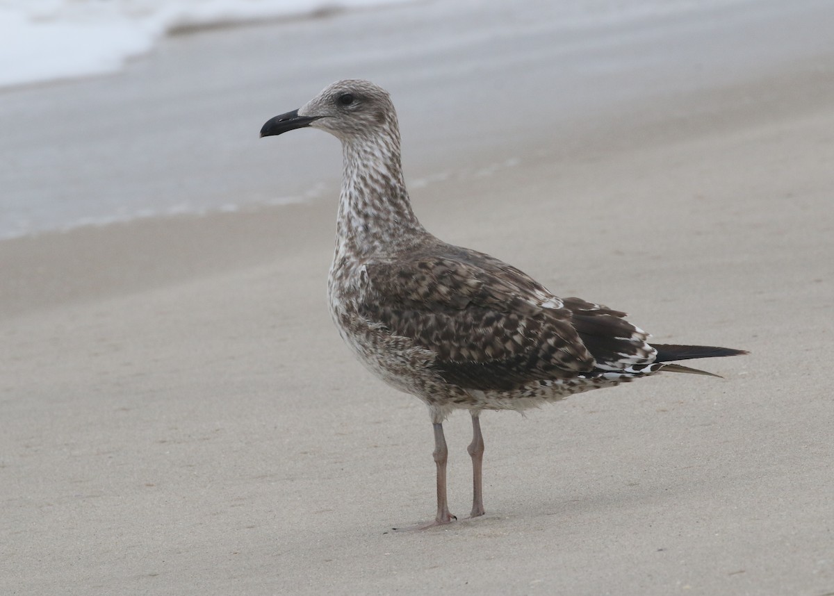 Lesser Black-backed Gull - James Rieman