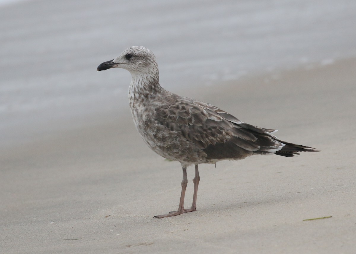 Lesser Black-backed Gull - James Rieman