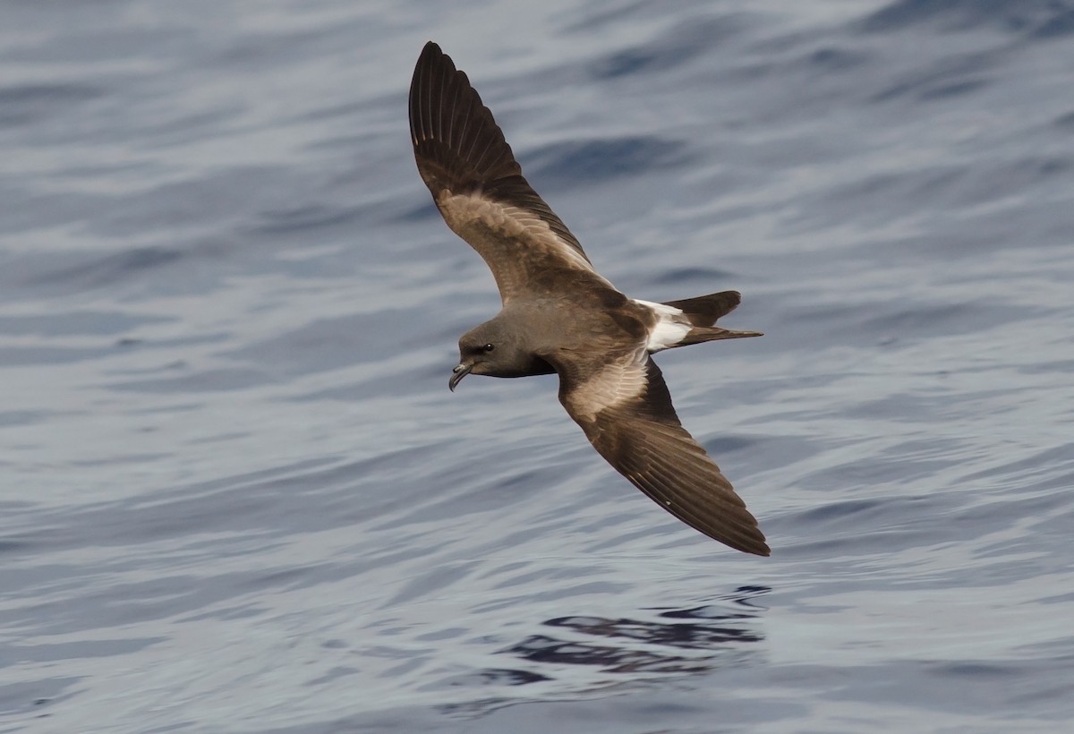 Leach's Storm-Petrel - Alix d'Entremont