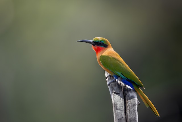 Red-throated Bee-eater (Merops bulocki) — best photo, 2 in total