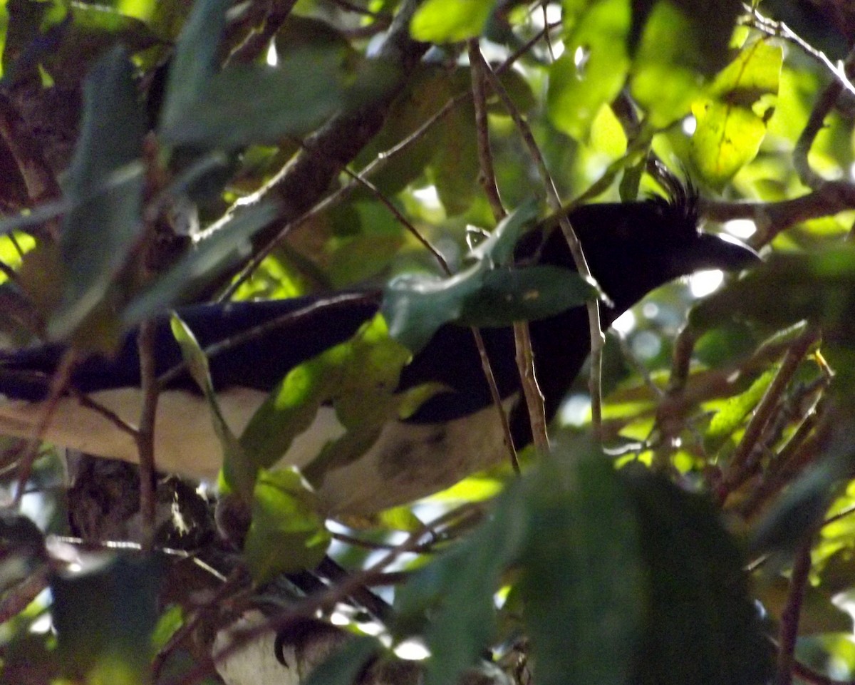 Curl-crested Jay - ML66164211