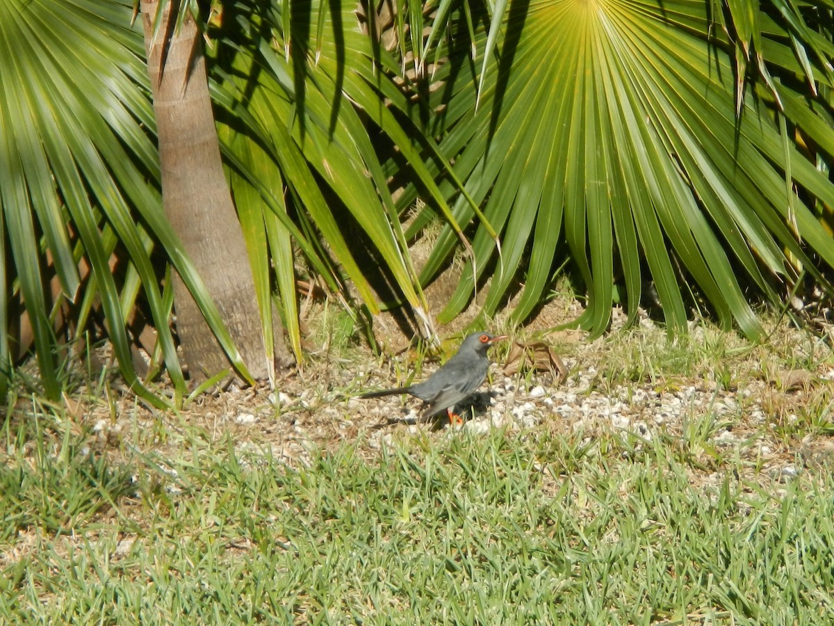 Red-legged Thrush - ML66164921