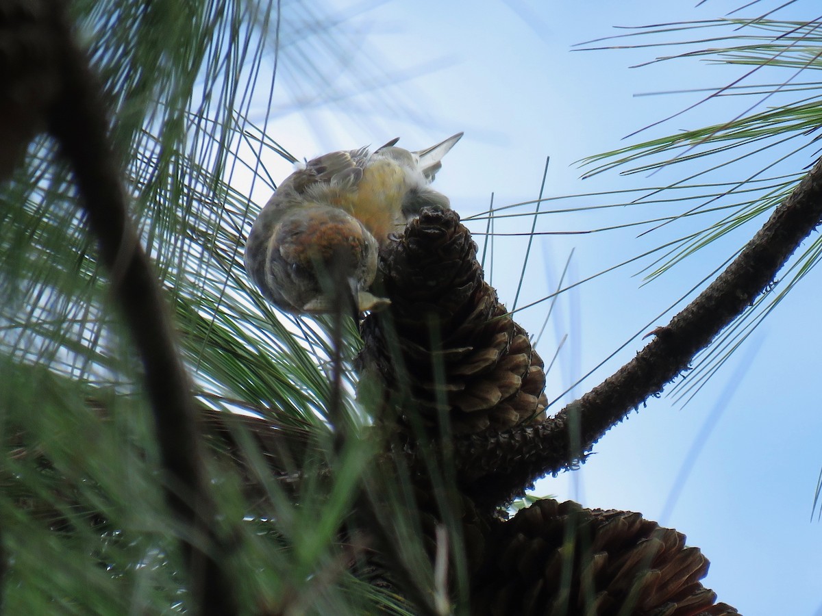 Red Crossbill - ML66165151