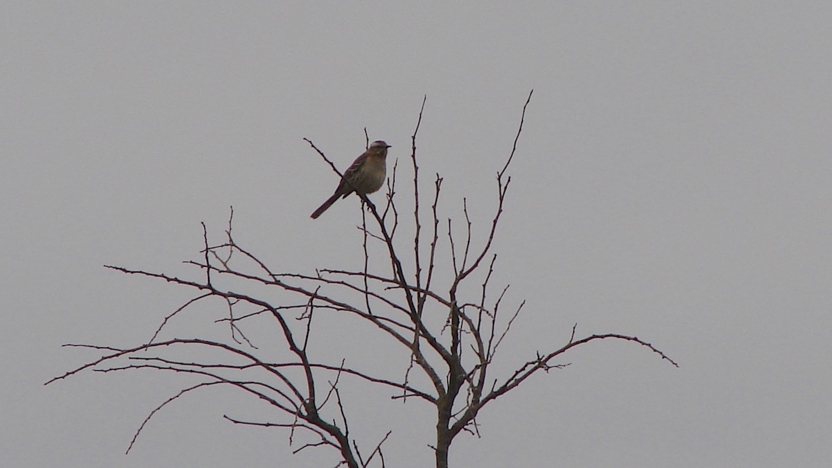 Chilean Mockingbird - Deva Migrador