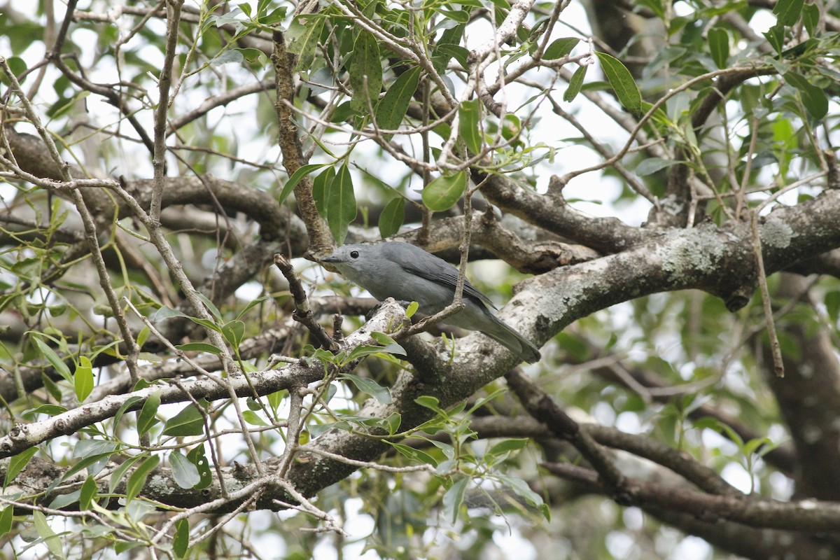 Gray Cuckooshrike - ML66166541