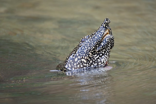 Turtles