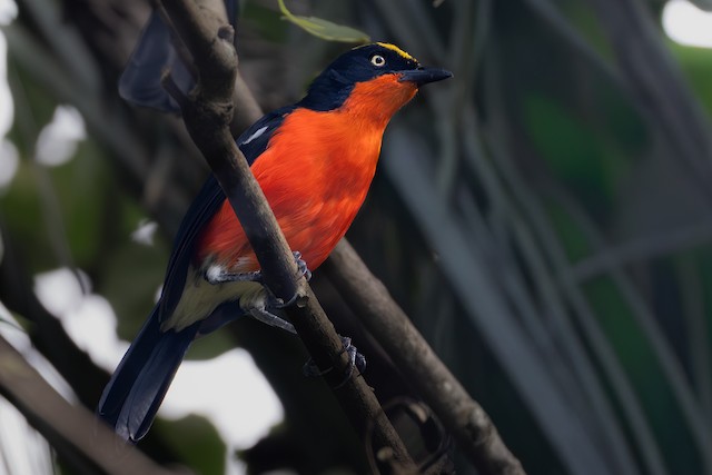 Papyrus Gonolek (Laniarius mufumbiri) — best photo, 2 in total