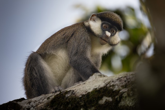 Primates