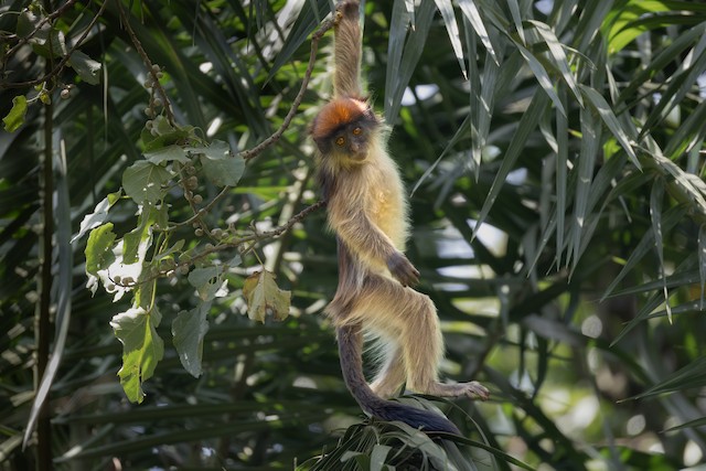 Ashy Red Colobus (Piliocolobus tephrosceles) — best photo, 1 in total