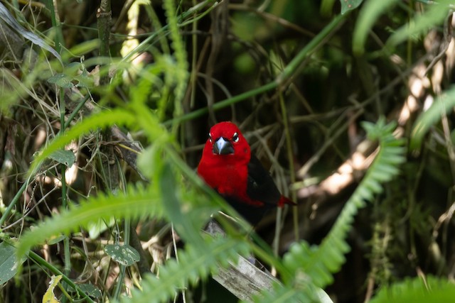 Black-bellied Seedcracker (Pyrenestes ostrinus) — best photo, 2 in total