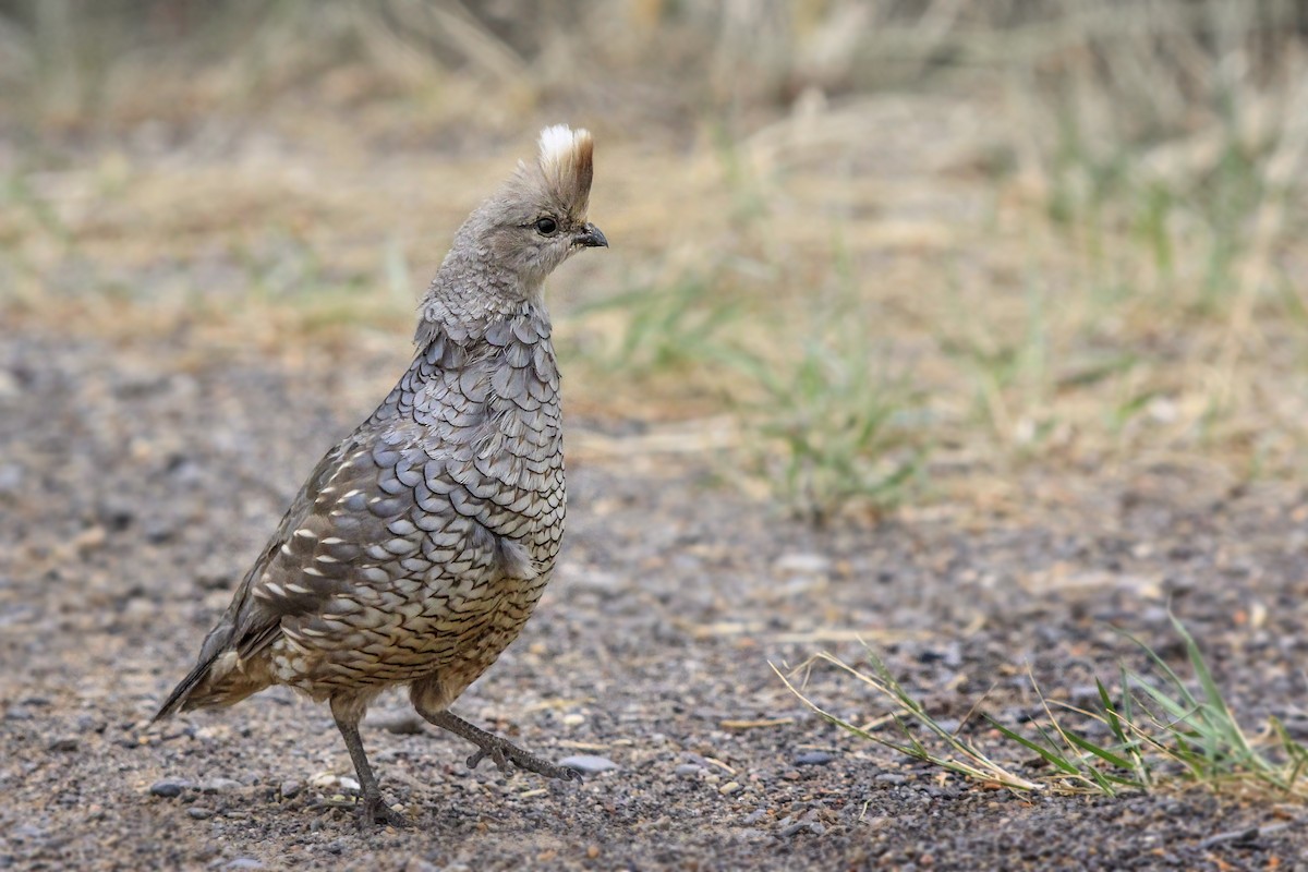 Scaled Quail - Matthew Pendleton