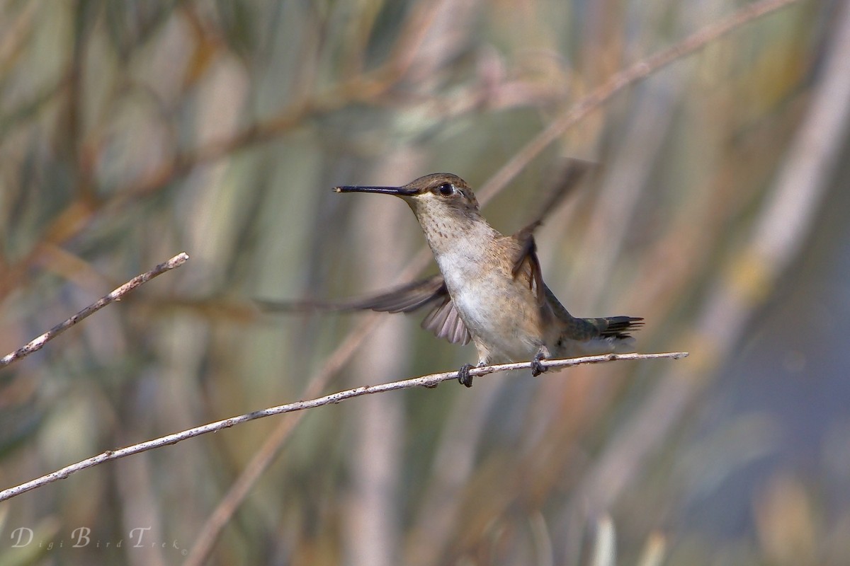 Black-chinned Hummingbird - DigiBirdTrek CA