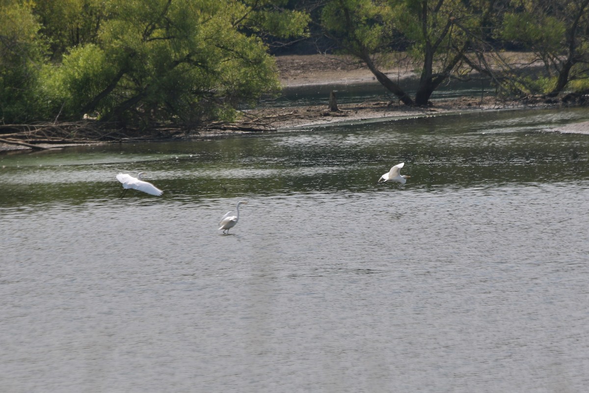 Great Egret - ML66170091