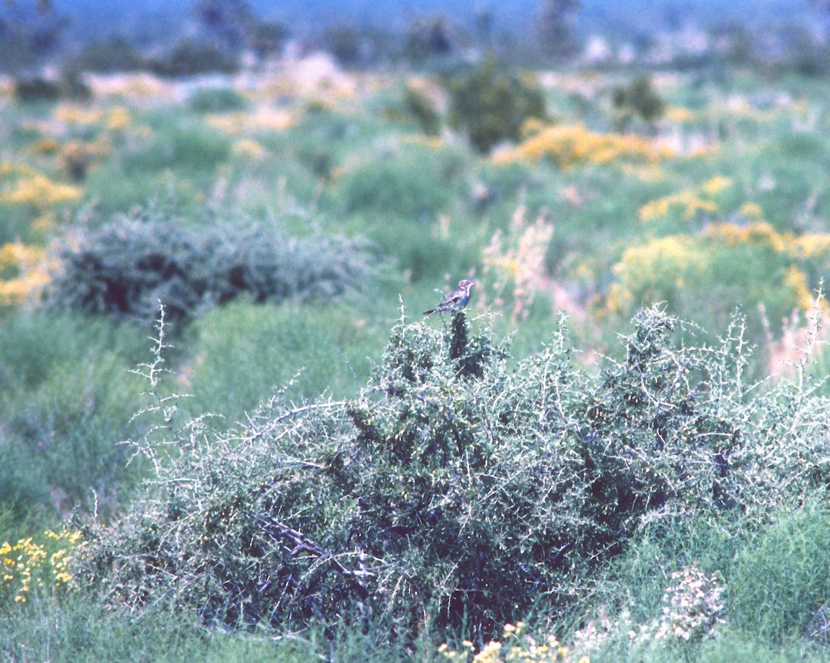 ML661700969 - Lark Bunting - Macaulay Library
