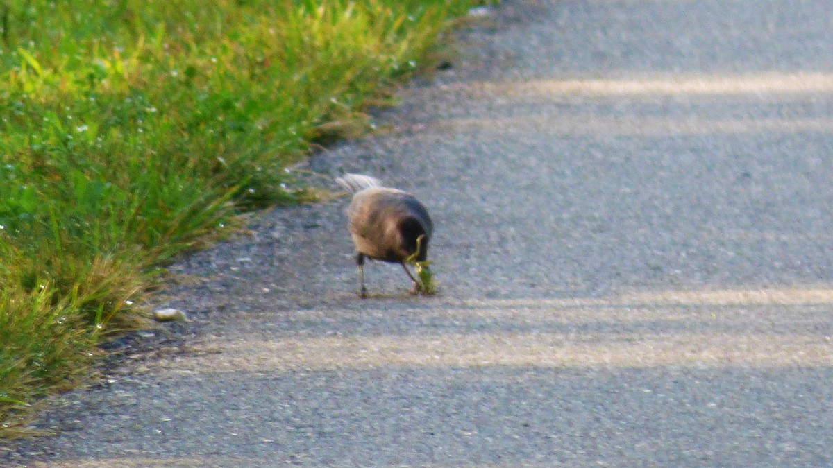 Gray Catbird - ML66170461