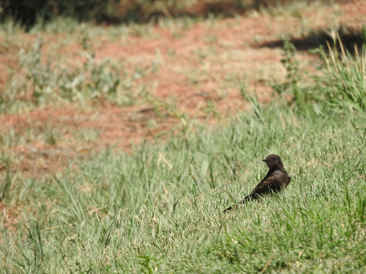 Black Phoebe - ML66170631