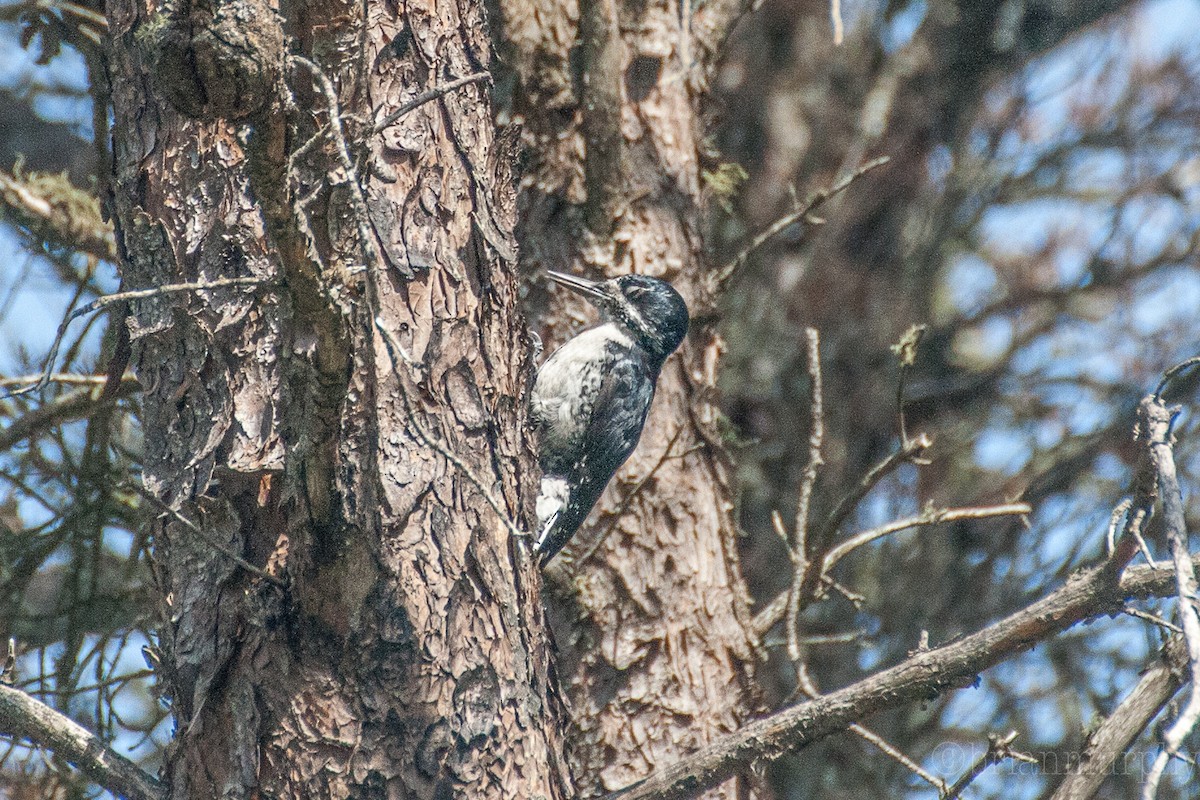 Black-backed Woodpecker - Brian Murphy