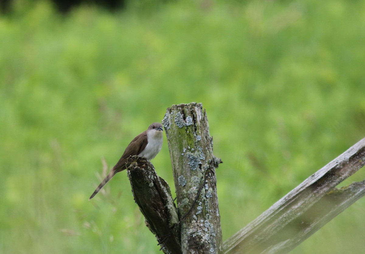 Black-billed Cuckoo - ML66172081