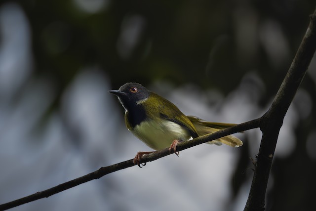 Masked Apalis (Apalis binotata) — best photo, 2 in total