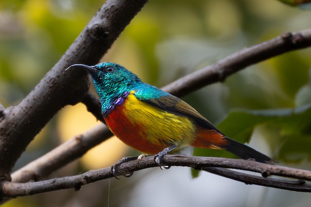Regal Sunbird (Cinnyris regius) — best photo, 1 in total