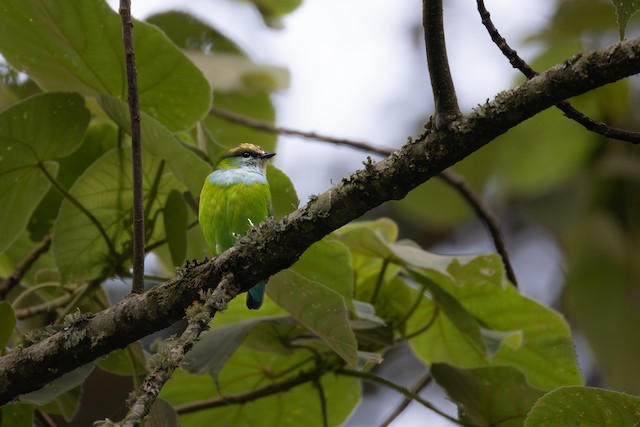 Broadbills