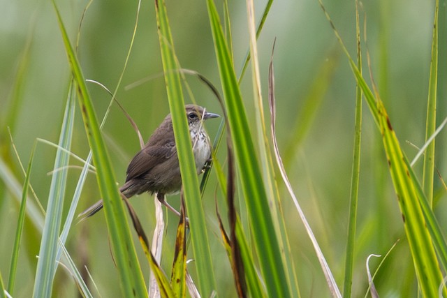 Grauer's Swamp Warbler (Bradypterus graueri) — best photo, 1 in total