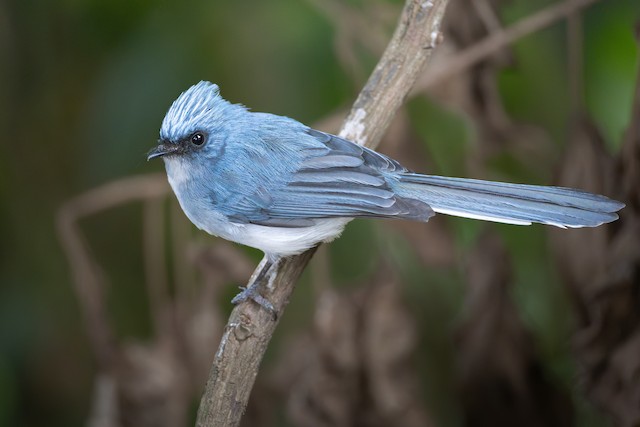 Flycatchers, Batises & Wattle-eyes