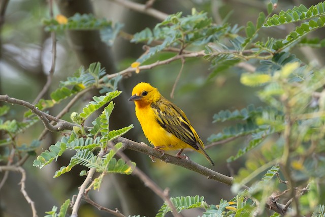 Orange Weaver